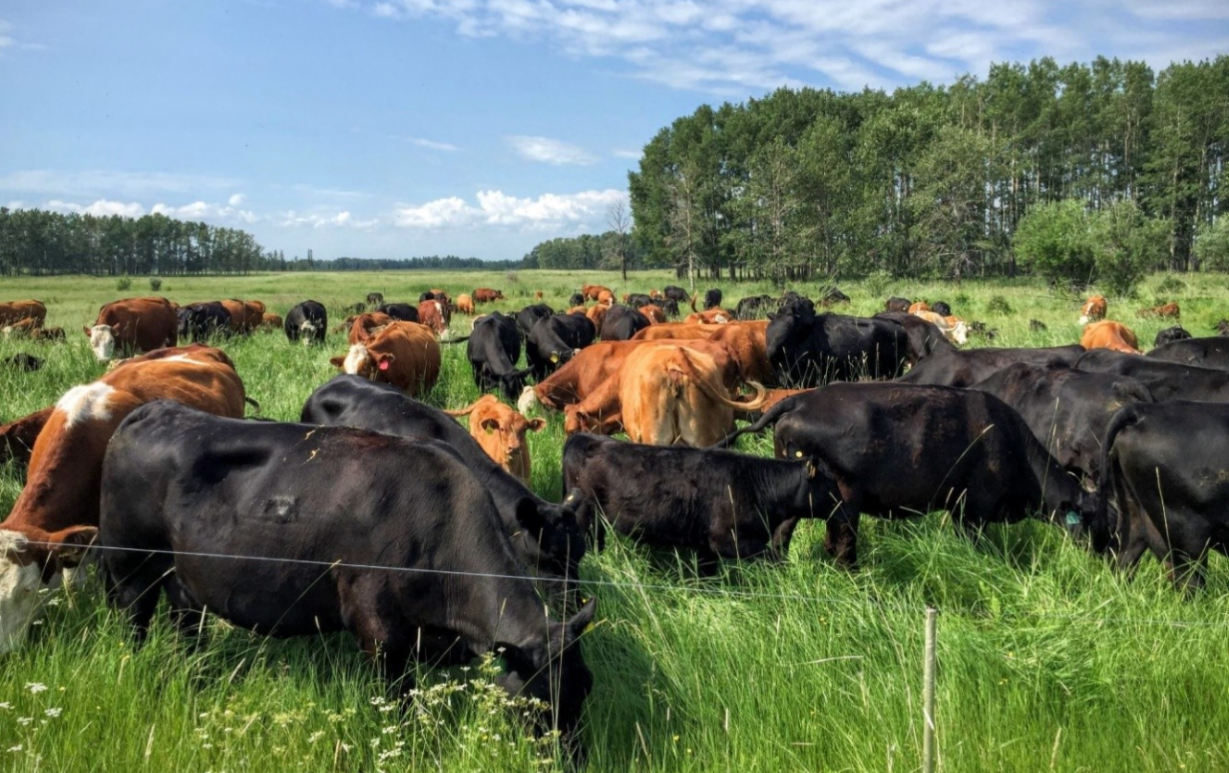 Rolnictwo regeneratywne - naturalne pastwisko i zdrowe zwierzęta
